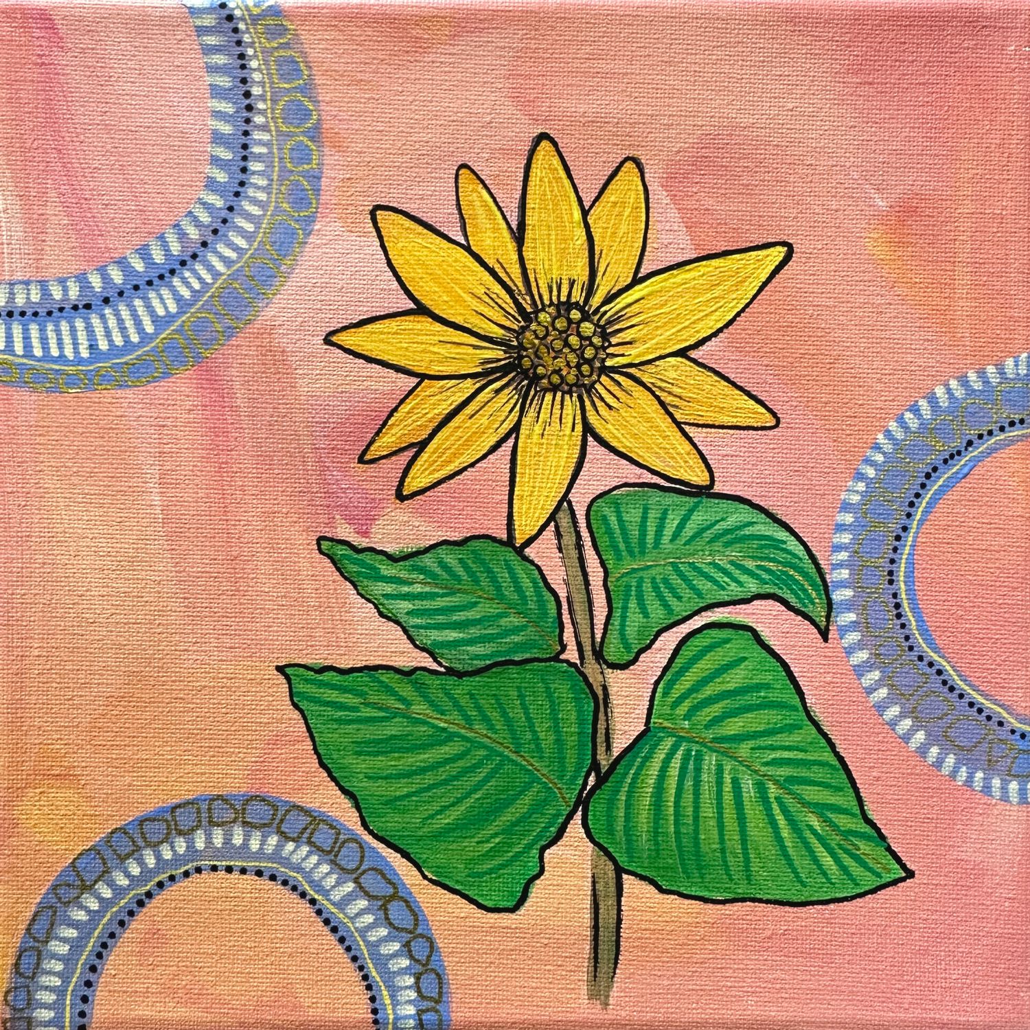 8x8 Heartleaf Arnica 8x8 Heartleaf Arnica