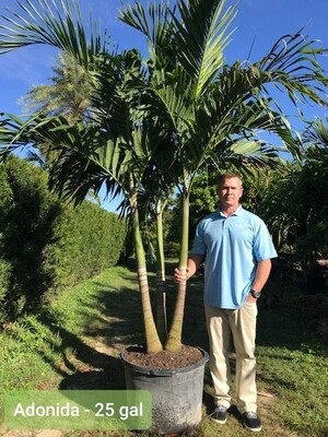25 Gal Adonidia Palm