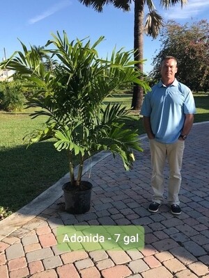 7 Gal Adonidia Palm