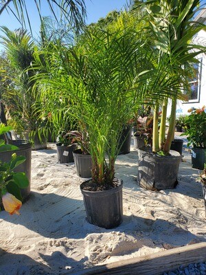 7 Gal Robellini Palm