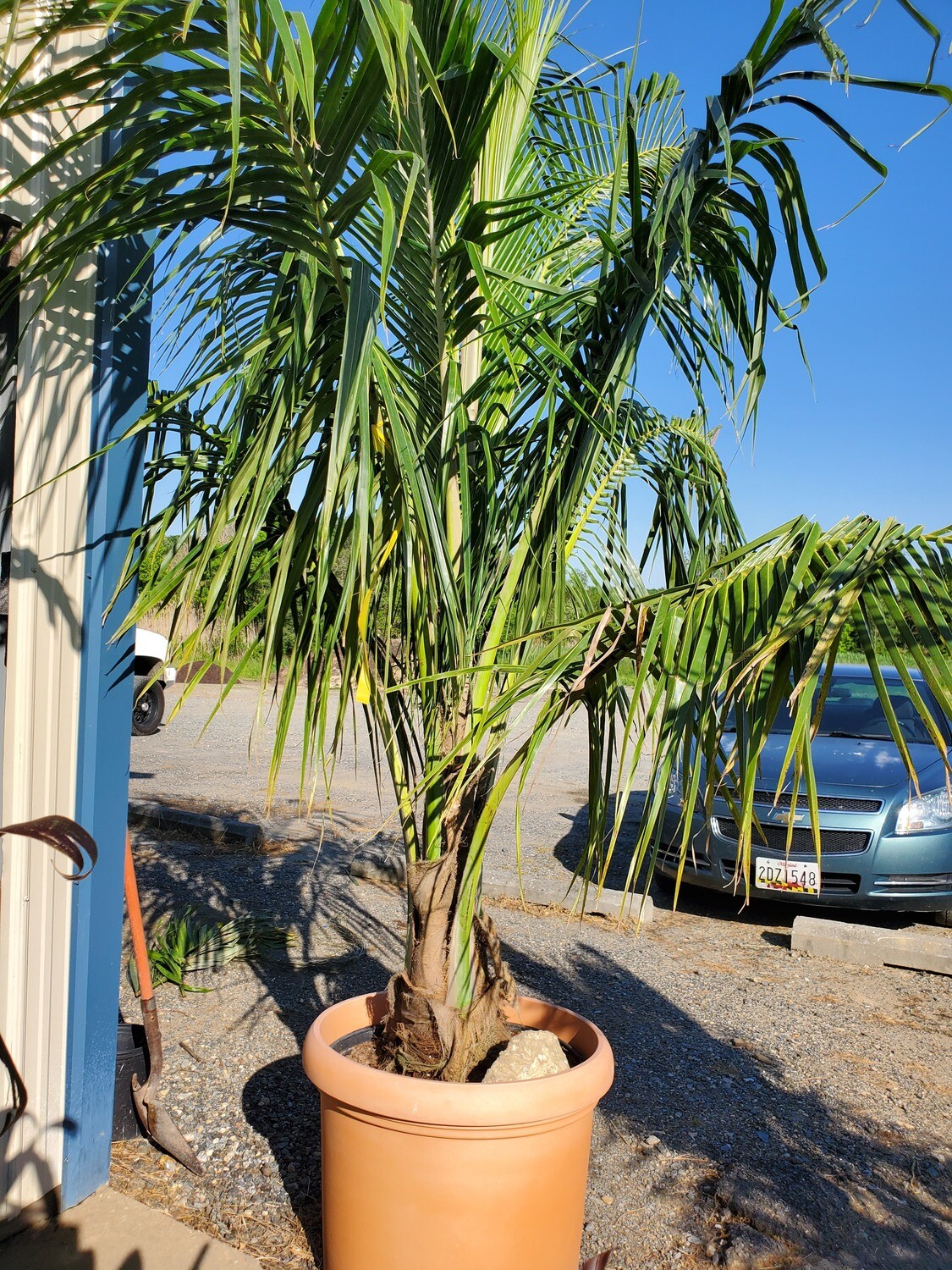 15 Gal Coconut Palm