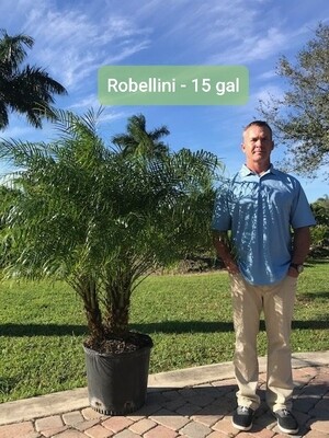 15 Gal Robellini Palm