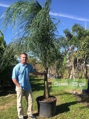 25 Gal Queen Palm