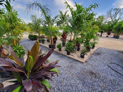 Palms & Tropicals