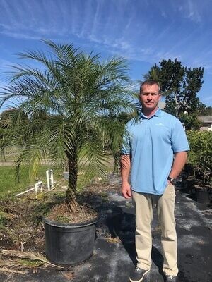 25 Gal Robellini Palm