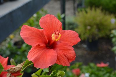 Hibiscus