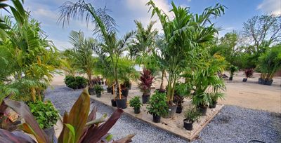 Palms &amp; Tropicals