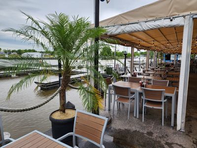 Palm Trees for Restaurants & Commercial Spaces
