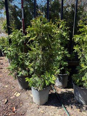 Green Giant Arborvitaes