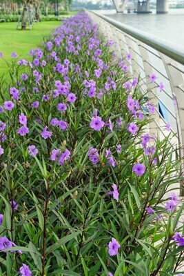 Ruellia (3 Gal)