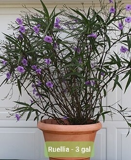 Ruellia (3 Gal)