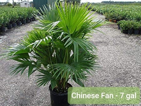 Chinese Fan (7 Gal)