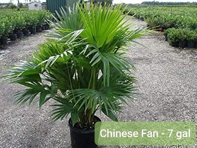 Chinese Fan (7 Gal) Chinese Fan (7 Gal)