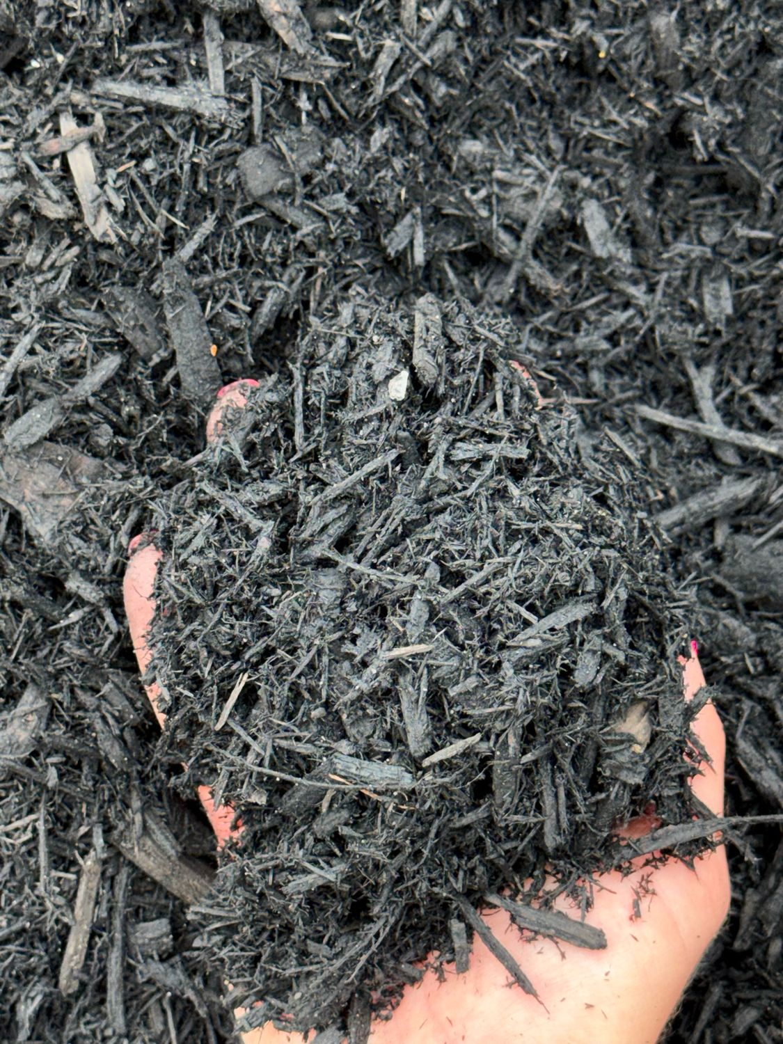 Mantillo Negro