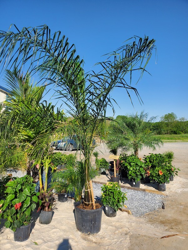 Queen Palm Tree (25 Gal)
