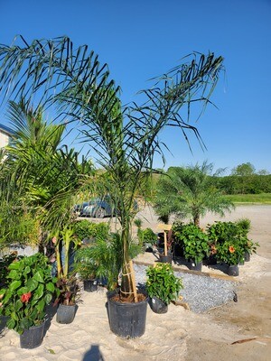 Queen Palm Tree (25 Gal)