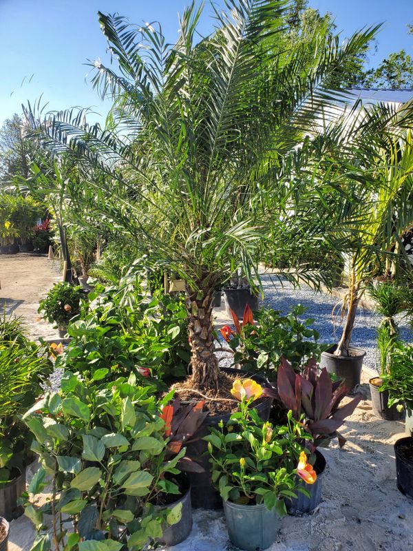 Robellini Palm Tree (25 Gal)