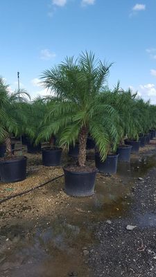 Robellini Palm Tree (25 Gal) Robellini Palm Tree (25 Gal)