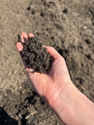 Premium Top Dressing