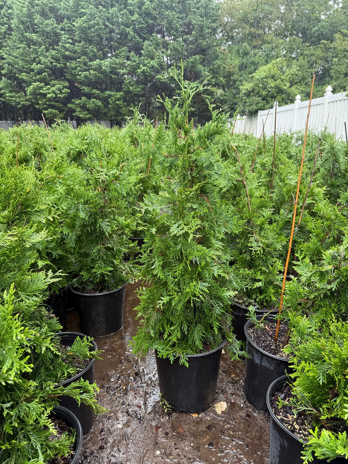 Green Giant Arborvitae 4-5'