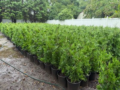 Green Giant Arborvitae (5 Gal)