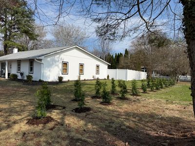 Green Giant Arborvitae 4-5'