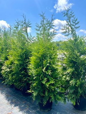 Green Giant Arborvitae 5-6'