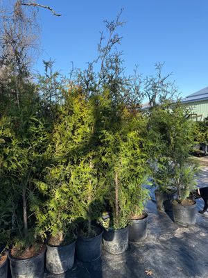 Green Giant Arborvitae 5-6'