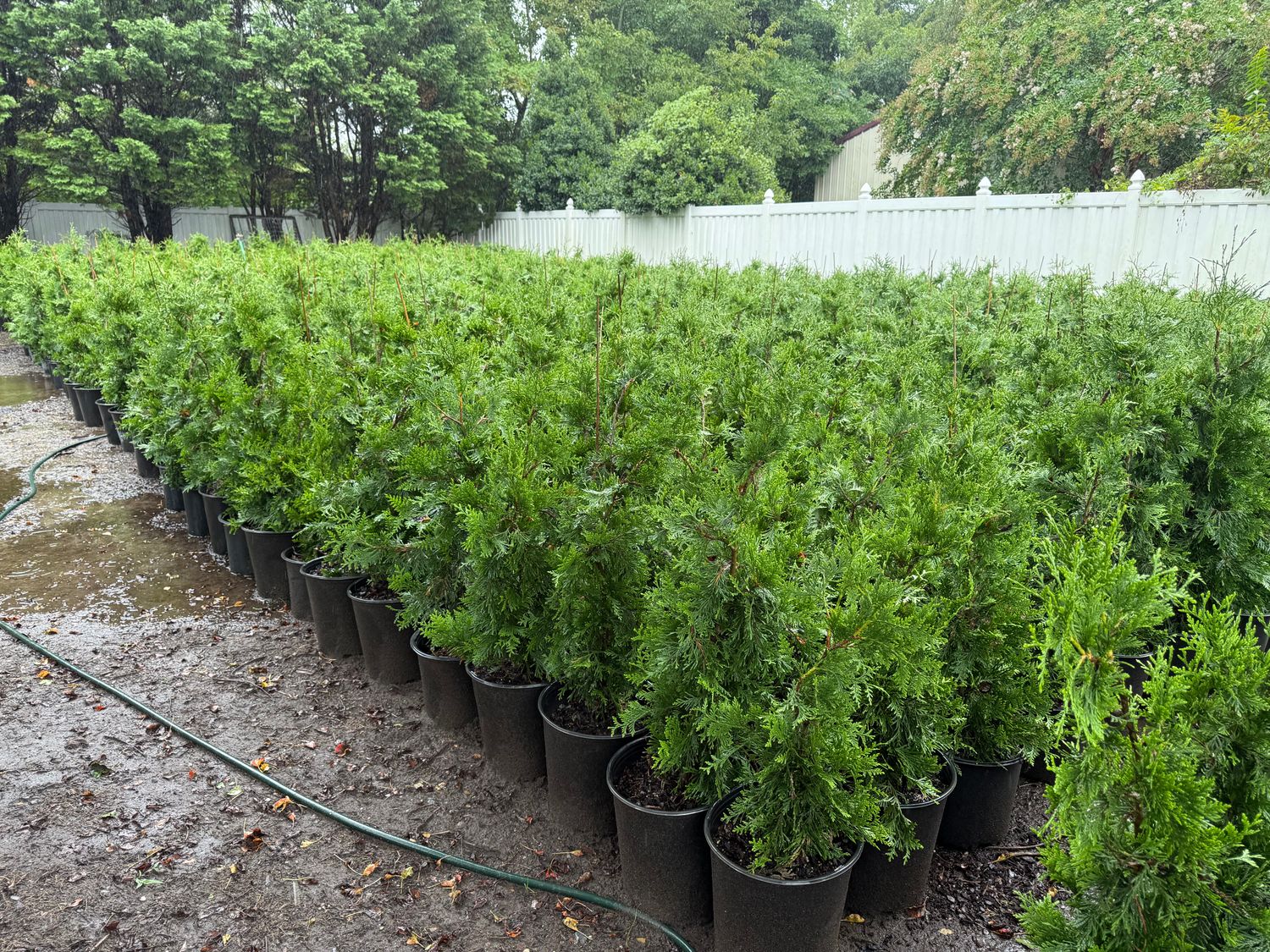 Green Giant Arborvitae 3-4'