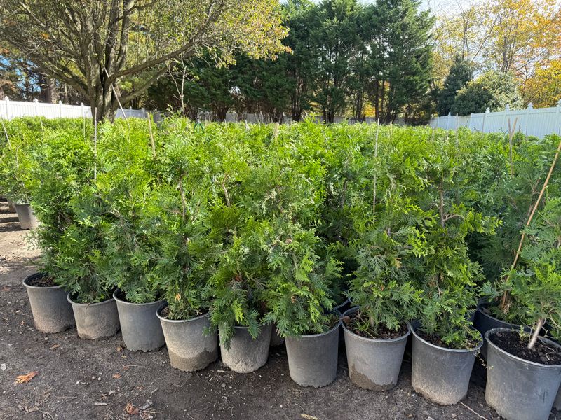 Green Giant Arborvitae 2-3'