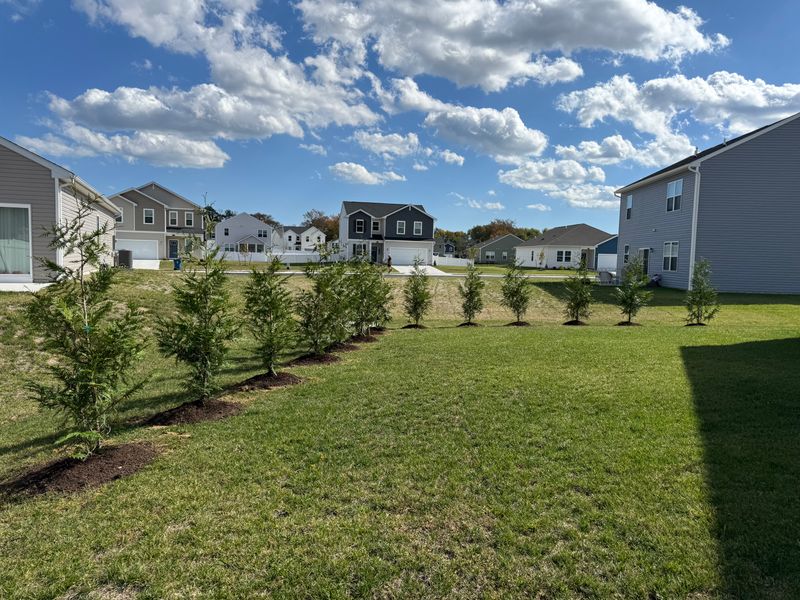 Green Giant Arborvitae 6-7'