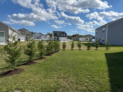 Green Giant Arborvitae 6-7'