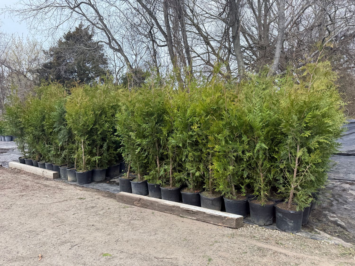 Green Giant Arborvitae 6-7'