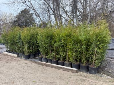 Green Giant Arborvitae 6-7'