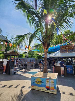 Coconut Palm Tree (7-8' B&amp;B)