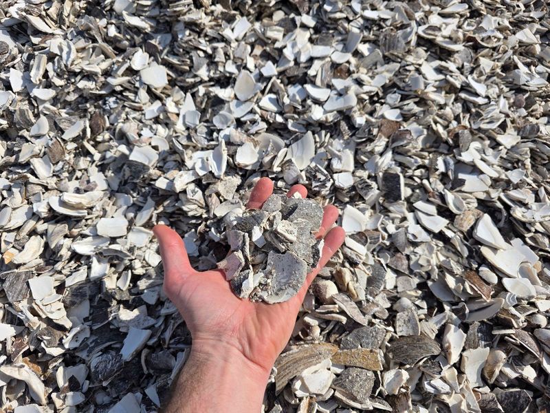 Crushed Clamshells