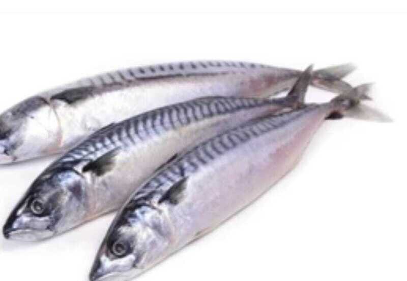 Mackerel  fish