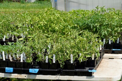 Organic tomato plants Heirloom starter pack