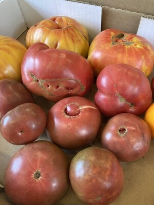 Tomato Variety pack. Everything but the kitchen sink!