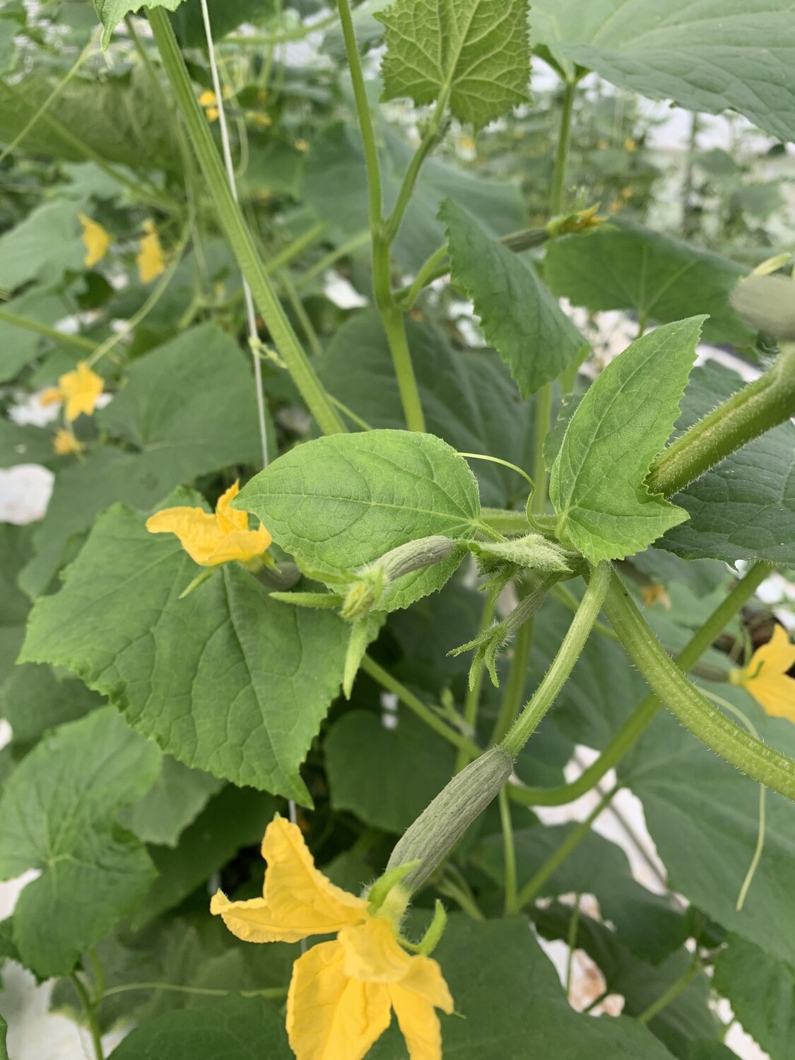Cucumber variety pack (2 plants)
