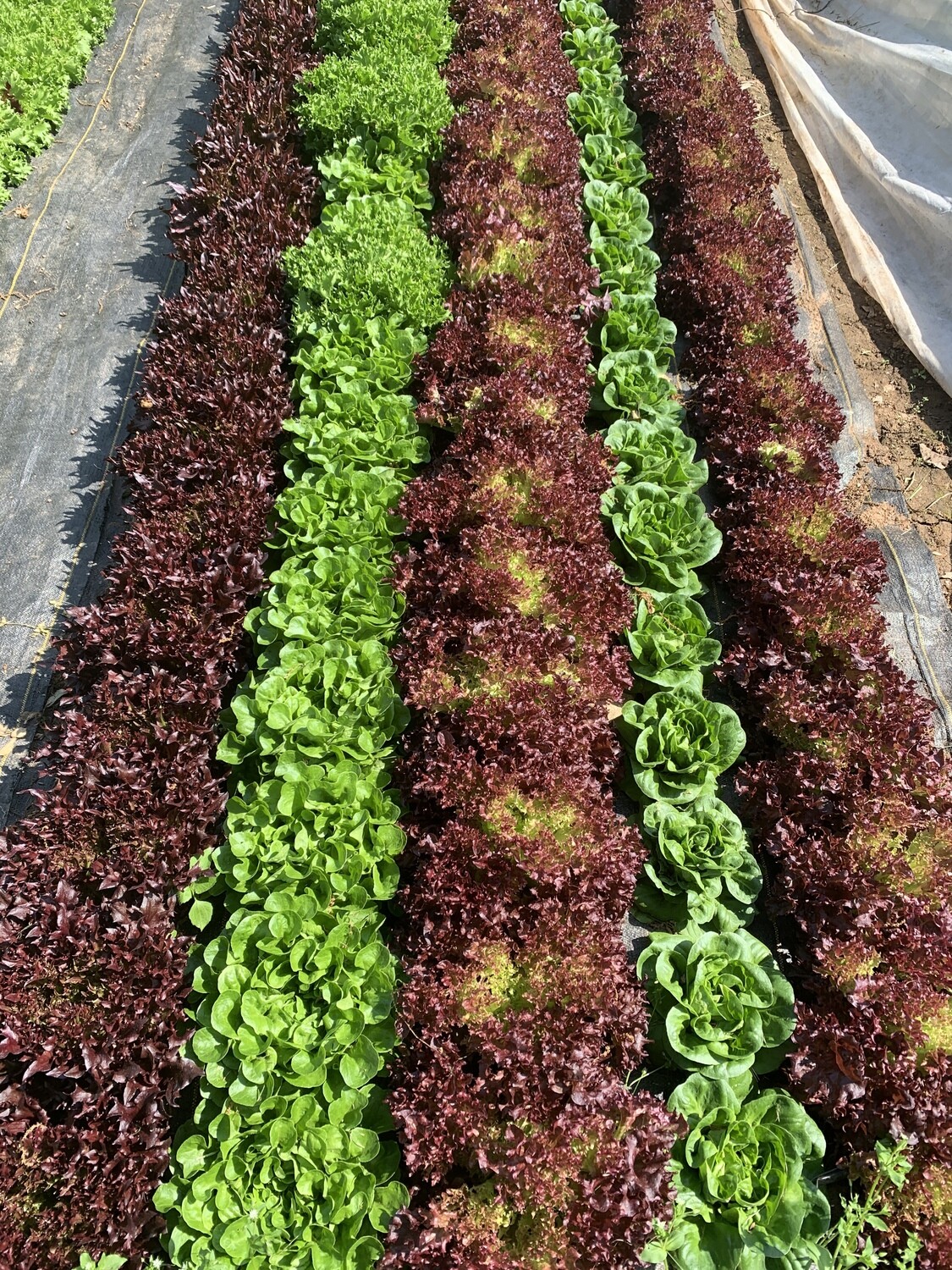 lettuce, variety