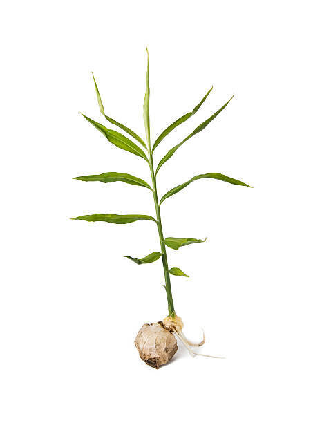 Ginger, sprouted