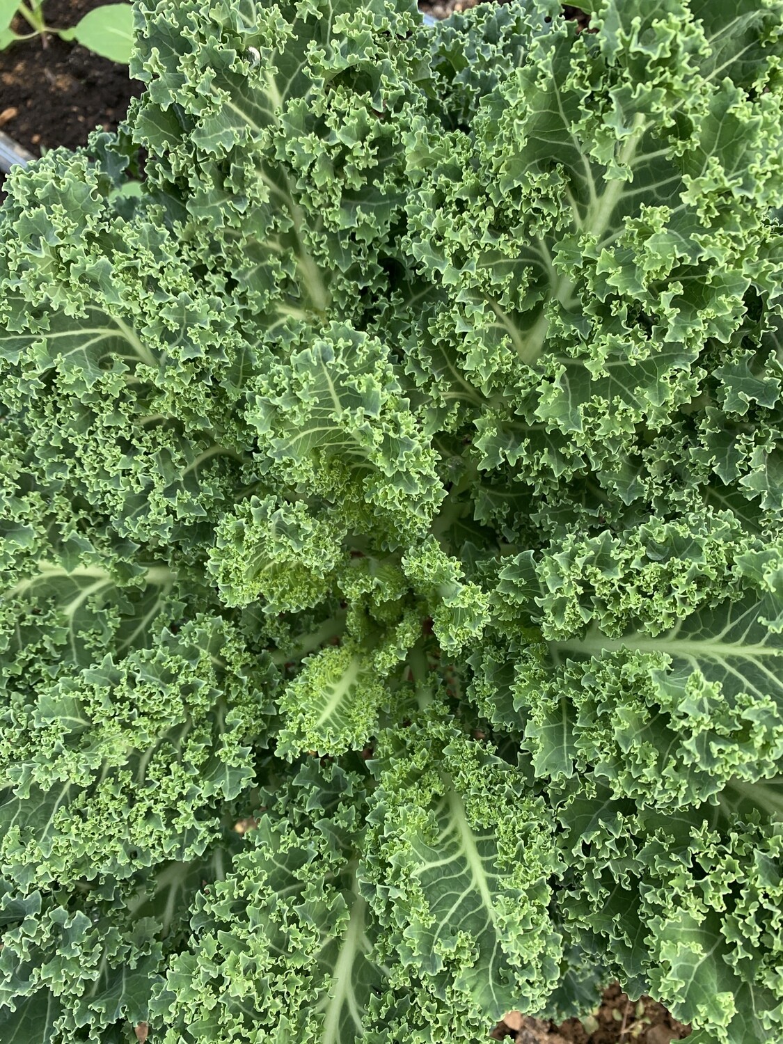 Curly Kale