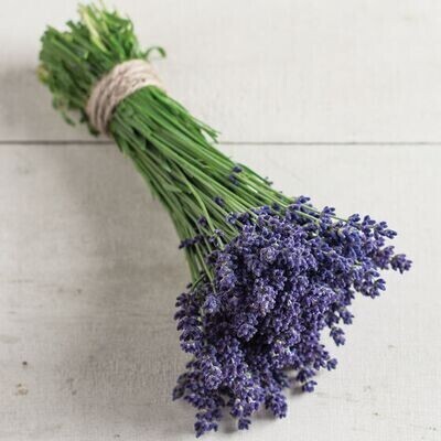 Herb, Lavender