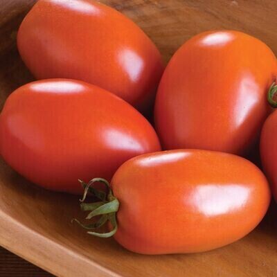 Tomato Seedling, Heirloom, Amish Paste