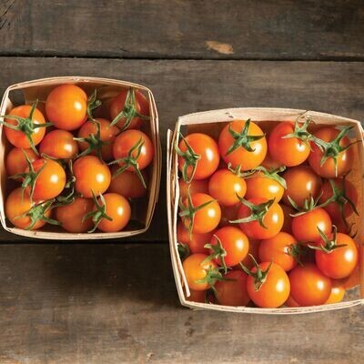 Tomato Seedling, Cherry, Sungold