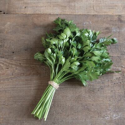 Herb, Parsley, Flat Leaf Italian