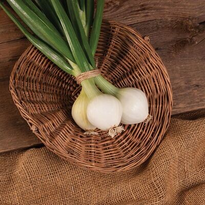 Garlic