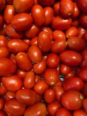 Tomato, Plum Regal