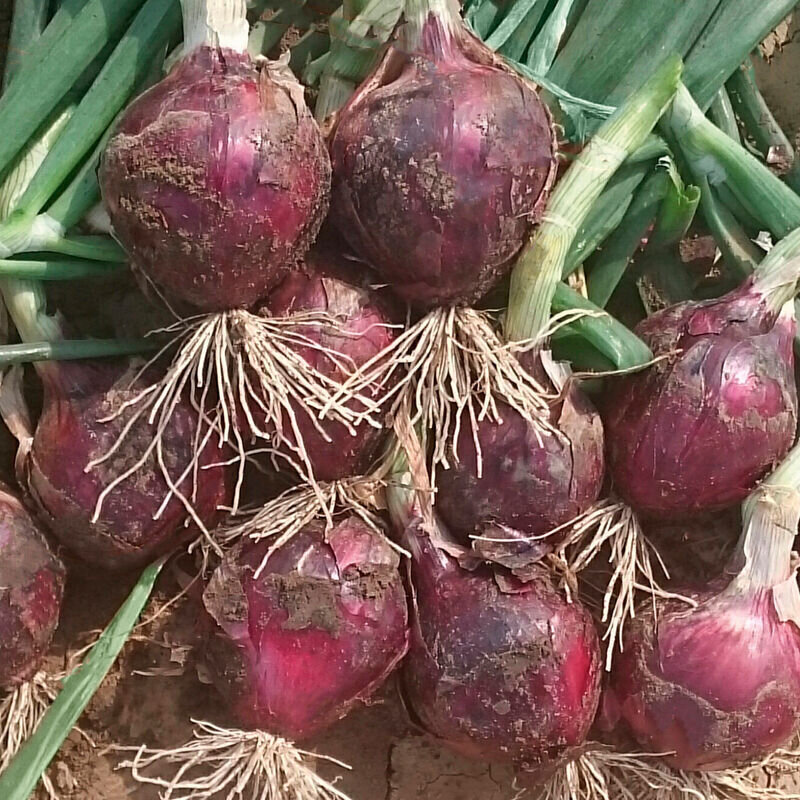 Onion, Red, Fresh